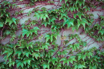 An abstract background of green ivy leaves. Trendy geometry. Black berries. Grey wall with wooden...