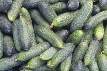 fresh cucumbers for sale at farmers market