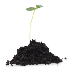 Germinating from soil pepper.