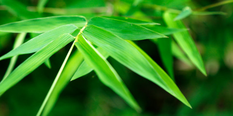 Fototapeta na wymiar green bamboo leaves