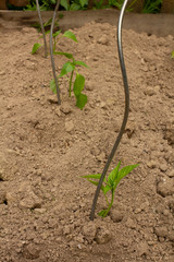Planting of young fresh peppers in the flower bed to the iron rods. Gardening. Fresh vegetables. Little seedlings of peppers.