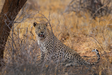Leopard - Panthera pardus, beautiful iconic carnivore from African bushes, savannas and forests, Etosha National Park, Namibia.