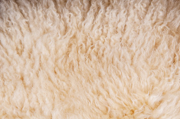 Sheep's wool. Sheep wool texture lamb background