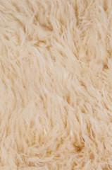 Sheep's wool. Sheep wool texture lamb background