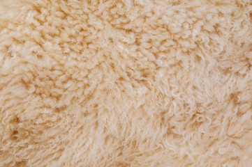 Sheep's wool. Sheep wool texture lamb background