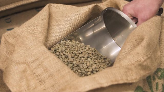 Slowmotion of shovel scooping fresh raw coffee beans in linen bag