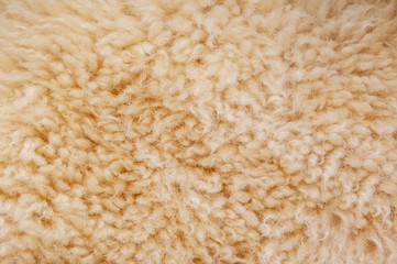 Sheep's wool. Sheep wool texture lamb background