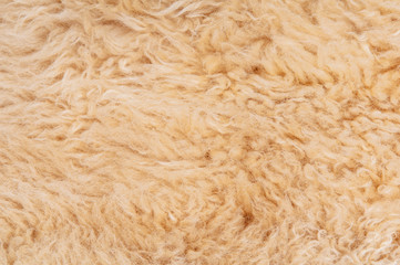 Sheep's wool. Sheep wool texture lamb background