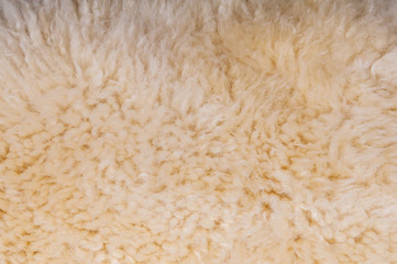 Sheep's wool. Sheep wool texture lamb background