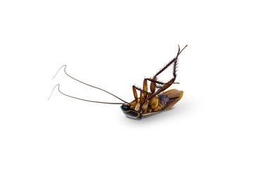 Dead cockroach supine upside isolated on white background