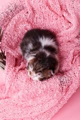 kitten sleeping in basket