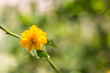 Outdoor spring, blooming yellow thistle flowers, green leaves，Kerria japonica (L.) DC. f. pleniflora (Witte) Rehd.