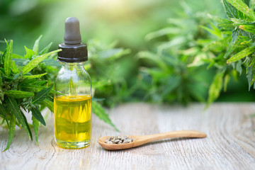 CBD oil cannabis extract, Hemp oil bottles and hemp flowers on a wooden table,  Medical cannabis...