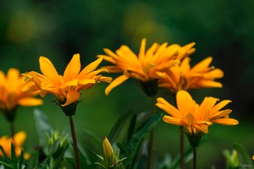 Yellow flowers in the garden