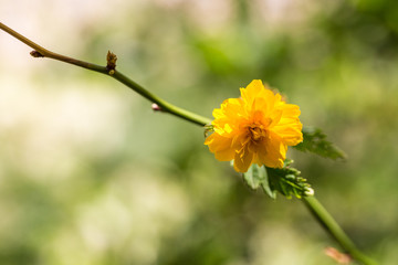 Outdoor spring, blooming yellow thistle flowers, green leaves，Kerria japonica (L.) DC. f....