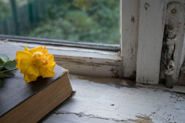 Cozy home still life: yellow flower and a book on an old wooden windowsill. Springtime concept, free copy space