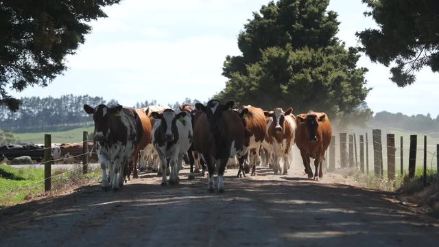Cows walking into a paddock