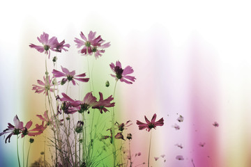 Colorful soft blur with cosmos flower for background