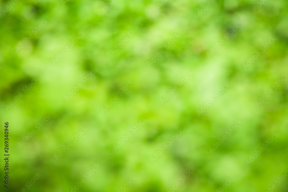 Canvas Prints green tree blurred background and sunlight with bokeh, spring season.
