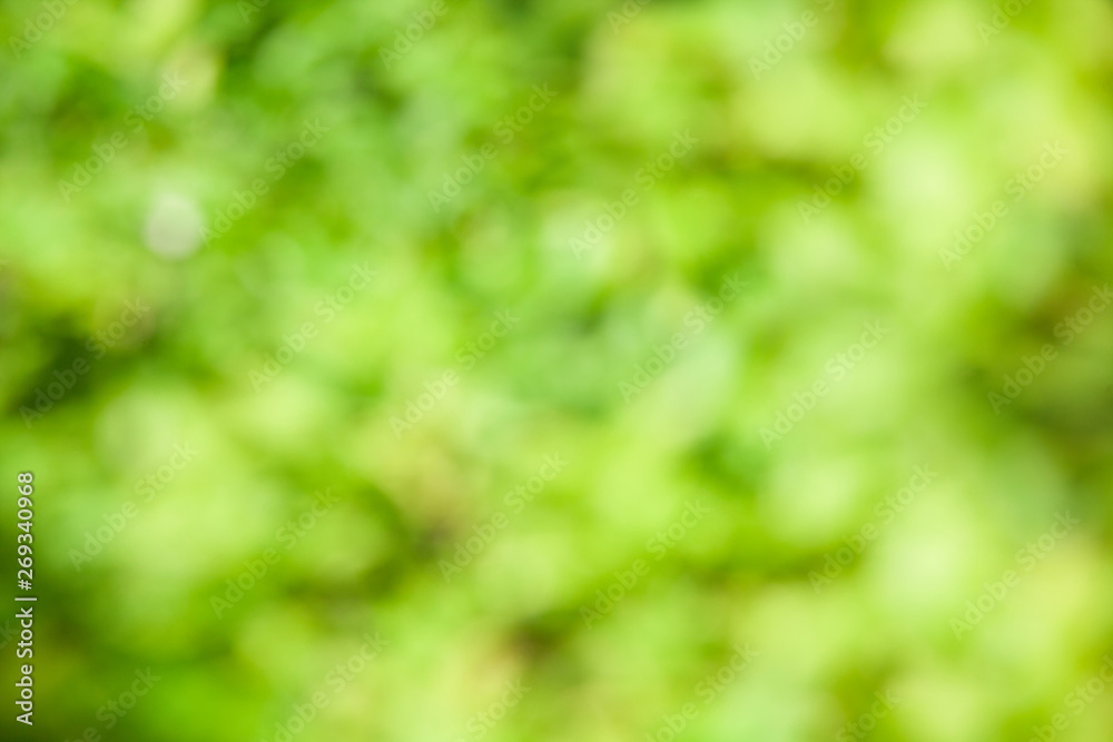 Canvas Prints green tree blurred background and sunlight with bokeh, spring season.