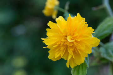 Outdoor spring, blooming yellow thistle flowers, green leaves，Kerria japonica (L.) DC. f. pleniflora (Witte) Rehd.