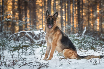 German shepherd in pine forest