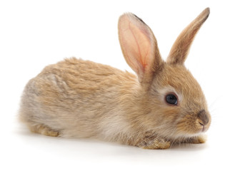 One red rabbit.