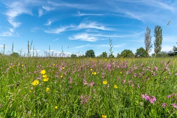 Foto op Plexiglas Prairie en fleur au printemps © bios48