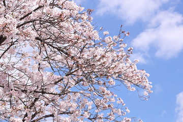 桜