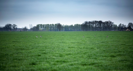 Greylag geese in farmland under cloudy sky.