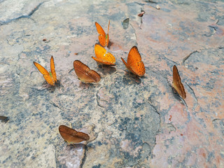 Beautiful Himalayan Small Leopard butterflies on the stone in nature background..