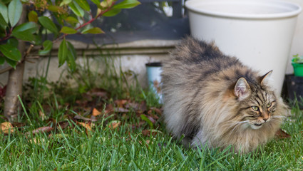 Naklejka na ściany i meble Furry cat of livesrtock in relax in a garden, purebred siberian pet. Hypoallergenic animal