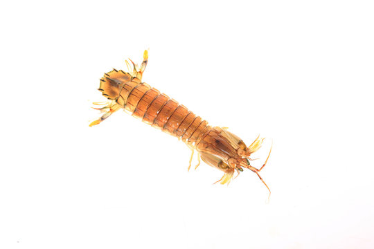 mantis shrimp
