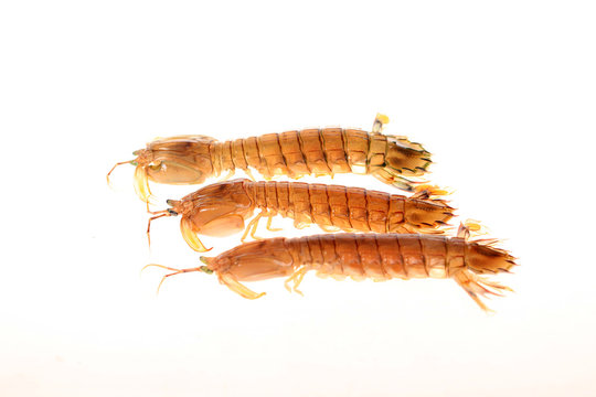 mantis shrimp