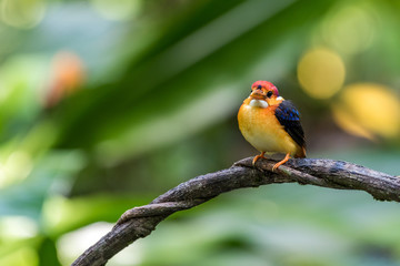 Beautiful Baby Rufous-backed Kingfisher perched