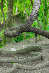 Large vines in tropical forests, large trees and roots,Winding tree trunk