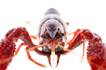 Crayfish