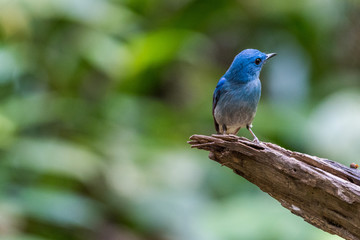 Lovely Blue bird-Pale Blue Flycatcher perching (Cyornis unicolor)