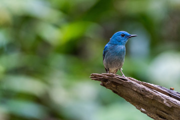 One Adorable Blue bird-Pale Blue Flycatcher perching (Cyornis unicolor)
