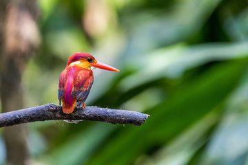 Beautiful bird Rufous-backed Dwarf-Kingfisher (Ceyx rufidorsa) perched