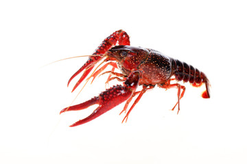 Crayfish