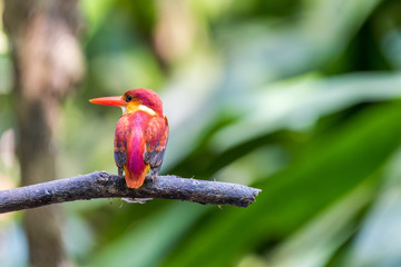 Beautiful bird Rufous-backed Dwarf-Kingfisher (Ceyx rufidorsa) perched