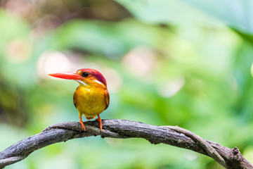 Beautiful bird Rufous-backed Dwarf-Kingfisher (Ceyx rufidorsa) perched