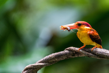 Beautiful bird Rufous-backed Dwarf-Kingfisher (Ceyx rufidorsa) perched and eating fish