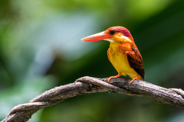 Beautiful bird Rufous-backed Dwarf-Kingfisher (Ceyx rufidorsa) perched