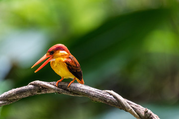 Beautiful bird Rufous-backed Dwarf-Kingfisher (Ceyx rufidorsa) perched