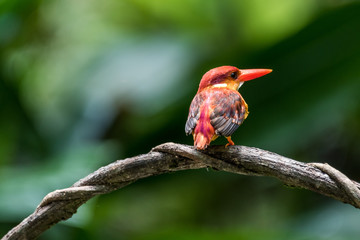 Beautiful bird Rufous-backed Dwarf-Kingfisher (Ceyx rufidorsa) perched