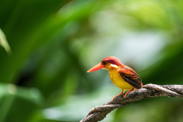 Beautiful bird Rufous-backed Dwarf-Kingfisher (Ceyx rufidorsa) perched