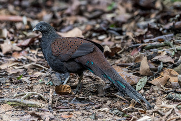 Male Mountain Peacock-Pheasant / Rothschild's Peacock-Pheasant / Mirror Pheasant 