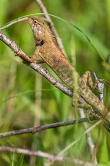 Young lizard stay on tree trunk